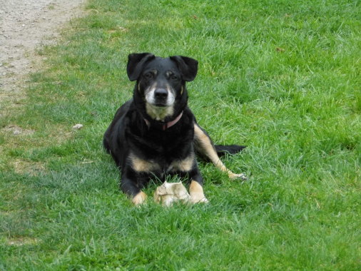 dressage de chien laval